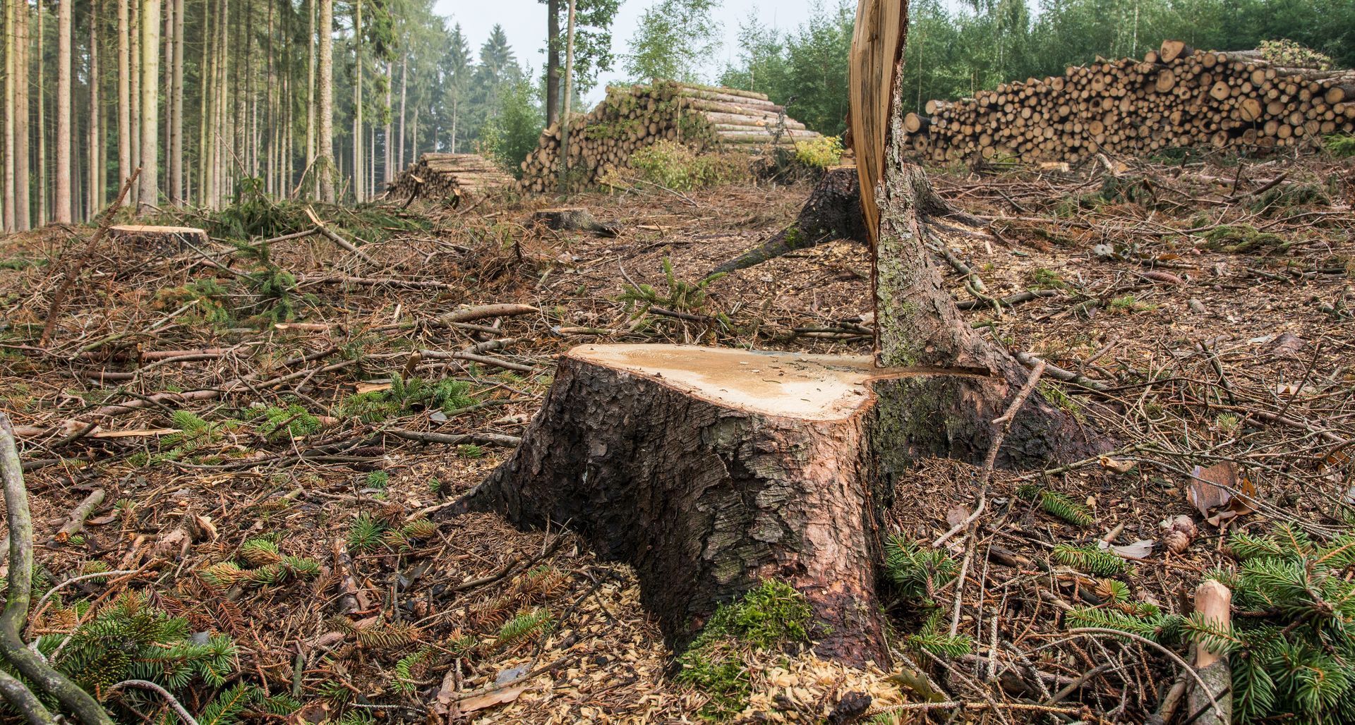 stump removal and tree removal in Yakima WA