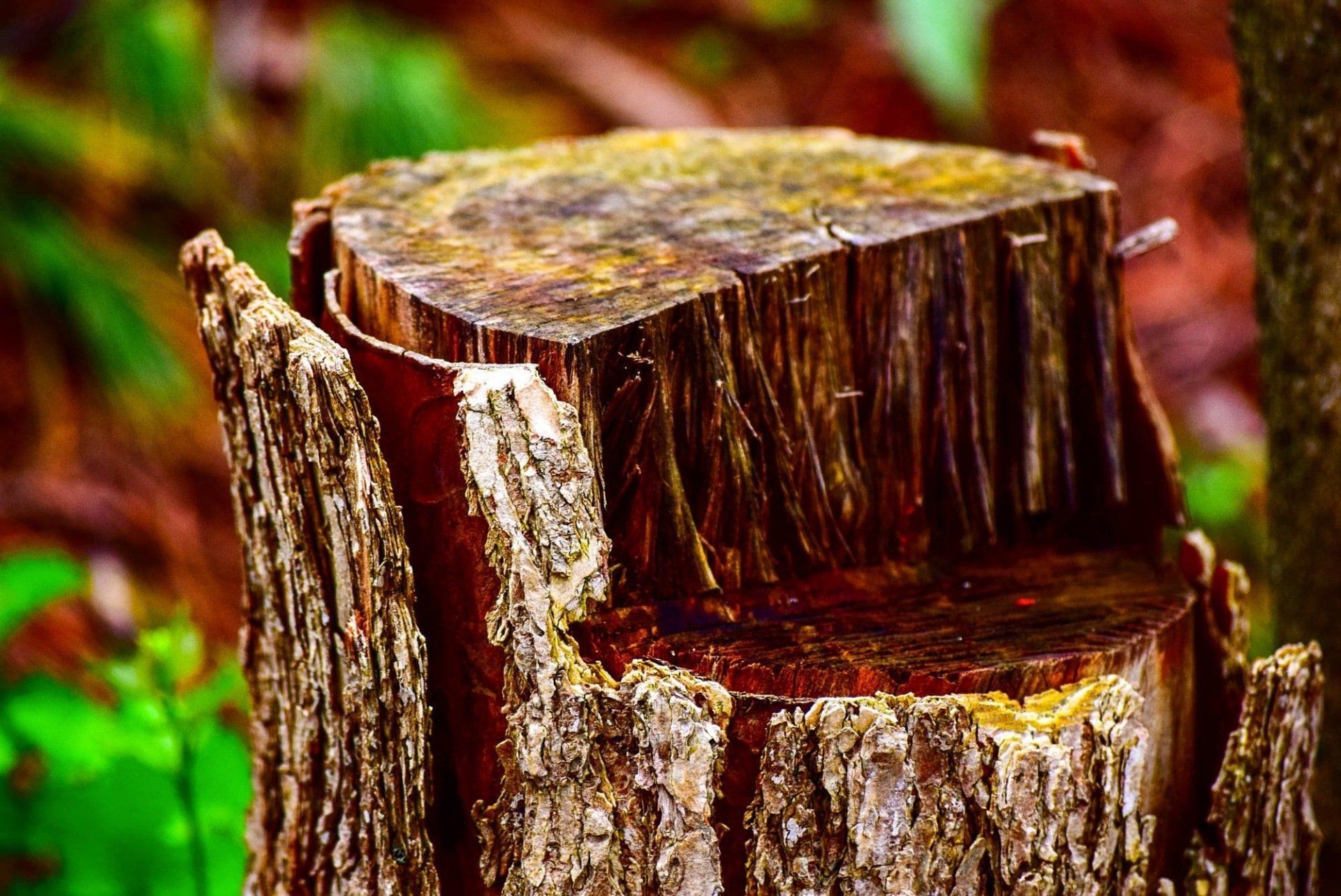stump removal