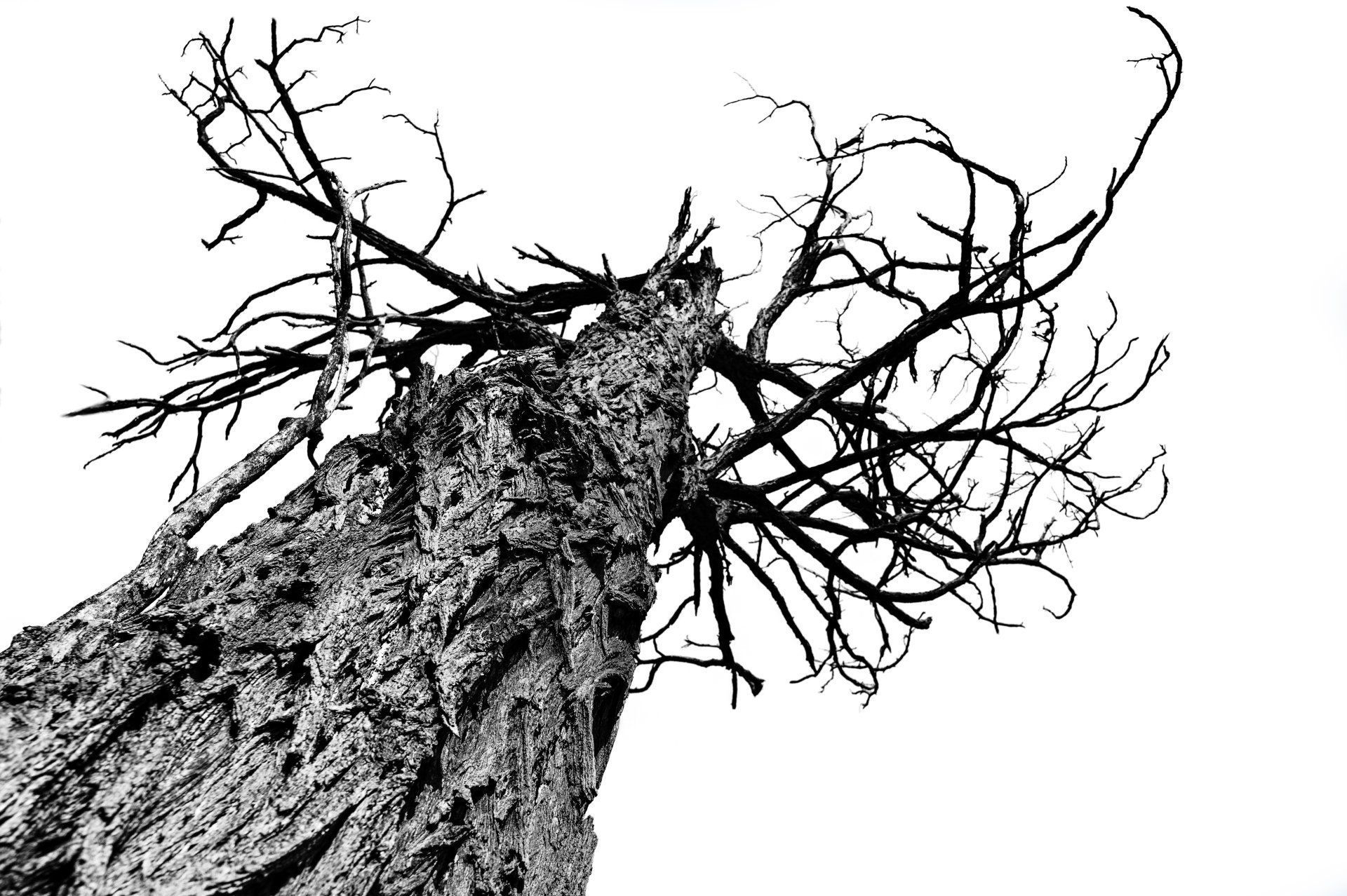 tree removal
