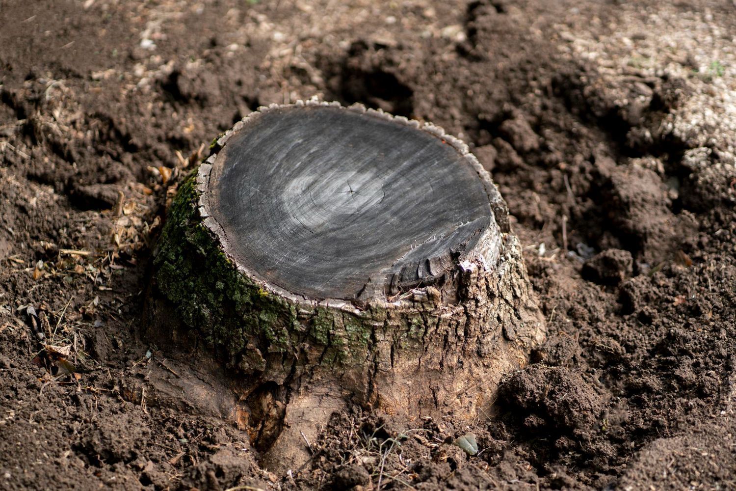 Stump removal in Yakima WA