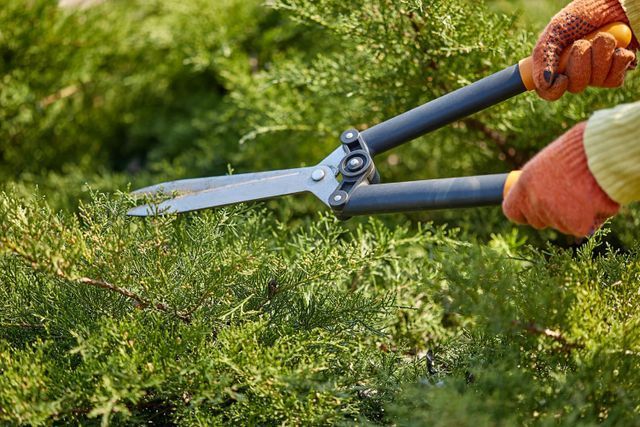 Tree trimming Yakima WA