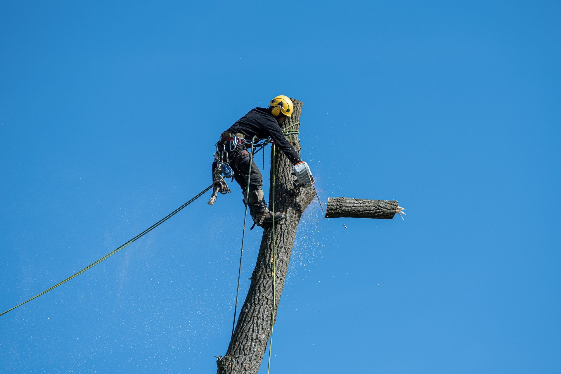 Tree trimming Yakima WA