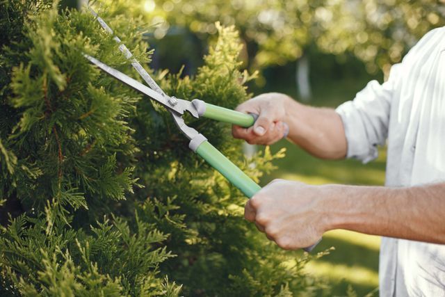 Tree trimming service Yakima WA